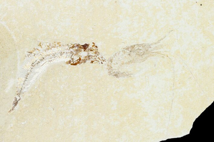 Cretaceous Fossil Fish (Gaudryella) and Shrimp - Lebanon #162782